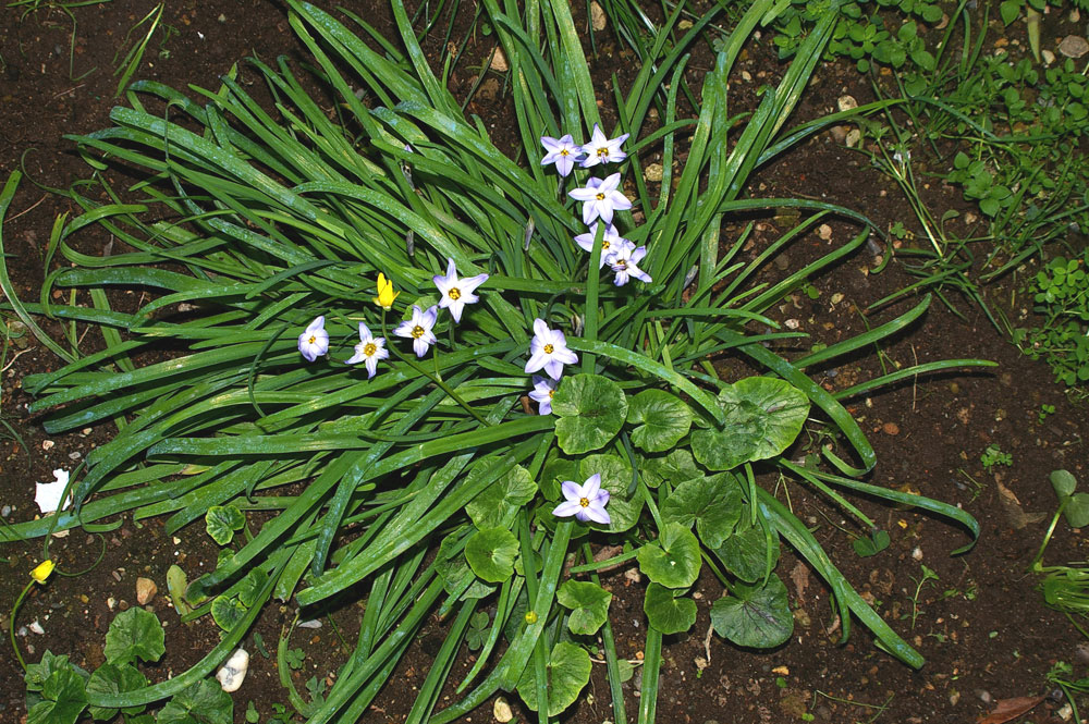 Ipheion uniflorum / Fiorestella  (pianta coltivata)